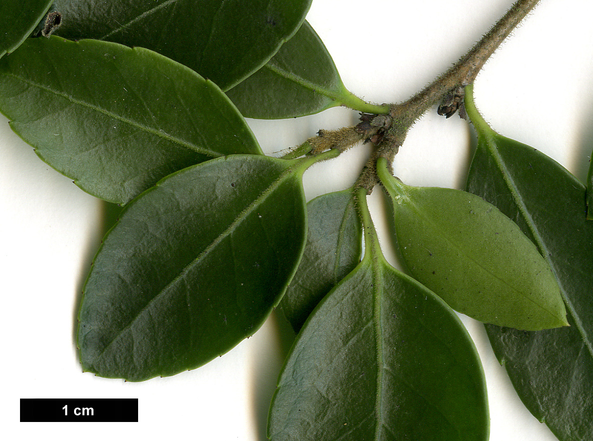 High resolution image: Family: Aquifoliaceae - Genus: Ilex - Taxon: yunnanensis - SpeciesSub: var. gentilis